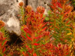 2013-08-18_Regina-F-Rau_Schachen_Blumen  (229).JPG
